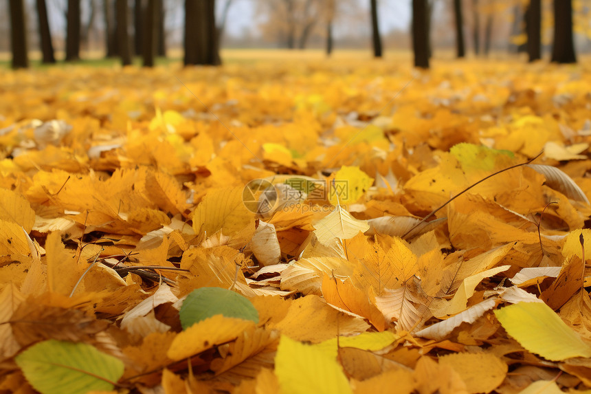 秋日的金黄落叶景观图片