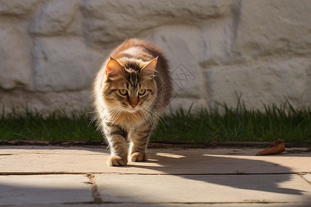 家养可爱的宠物猫咪背景图片