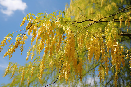 清新夏季的垂柳树木背景图片