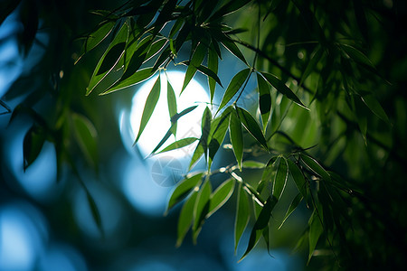 夜晚明月下的绿植树叶背景图片