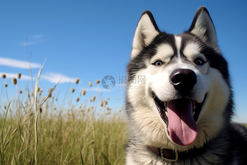 可爱的哈士奇犬图片