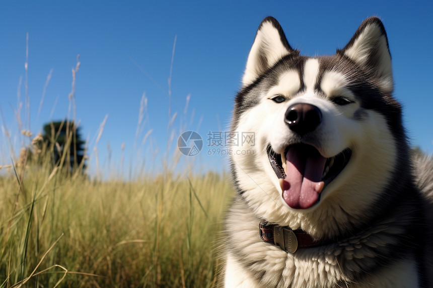 草地上的一只哈士奇图片