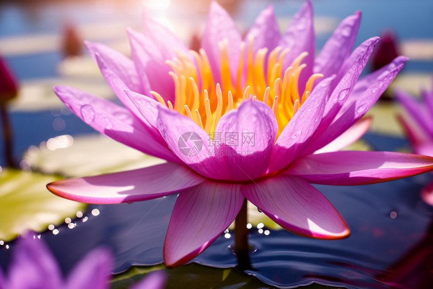 水池上漂浮着一朵粉色的花图片