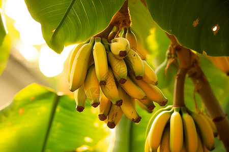 果园的香蕉热带水果园高清图片