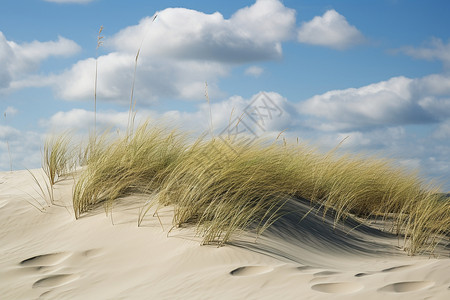 沙滩上的青草与蓝天白云背景图片