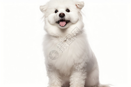 睿智的白色狗狗背景图片