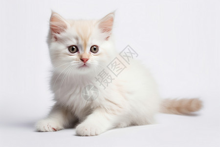 手绘白色小猫毛茸的白色猫咪背景