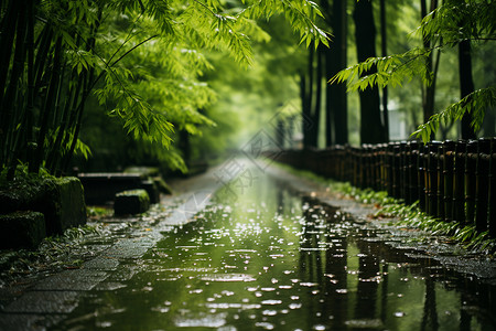 潮湿地面雨后静谧的竹林小路地面背景