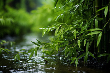 夏季雨后清新的竹林小路背景图片