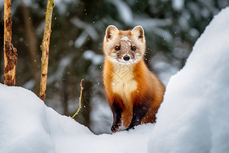 雪地中的黄鼠狼高清图片