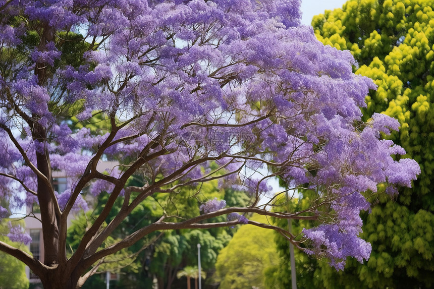 公园里的紫色花树图片