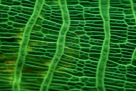 植物学研究的绿叶内胚层背景图片