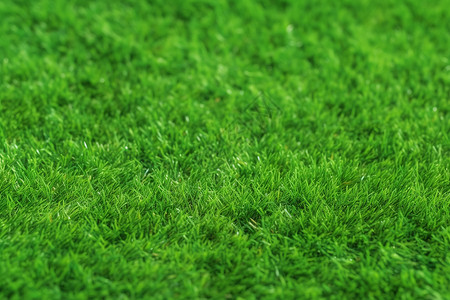 绿草如茵的草地背景高清图片