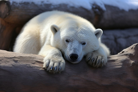 野生动物园中的北极熊动物背景图片