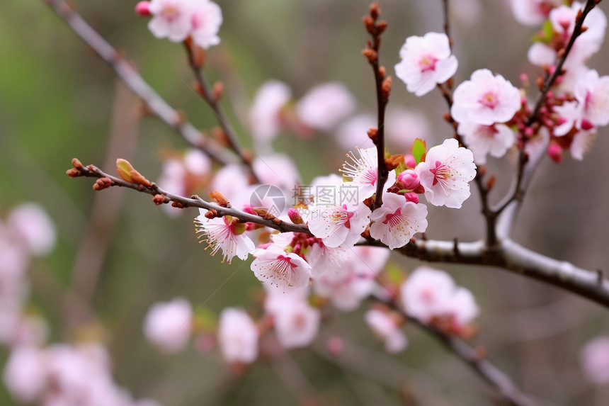 粉色花枝迎春绽放图片