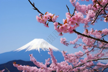 樱花林中的富士山背景图片