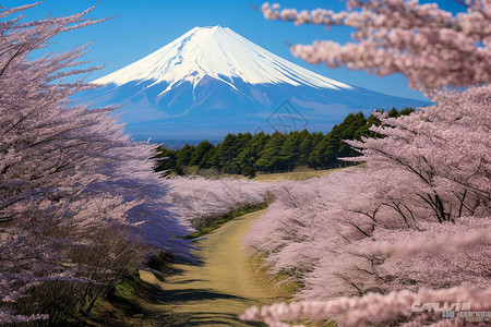绚丽盛放的富士山下樱花背景图片