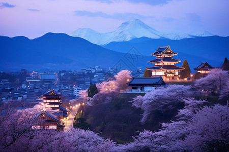 樱花夜景樱花观光高清图片