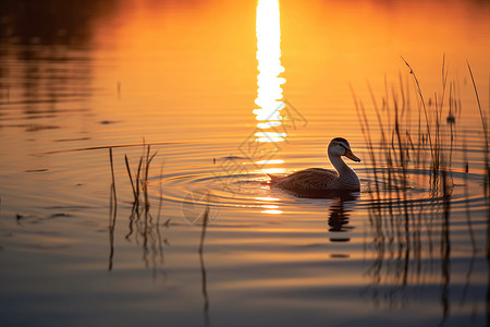 夕阳湖畔中的野鸭背景图片