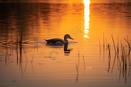 湖上飘荡的野鸭背景图片