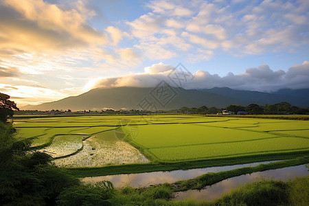 夏季种植的水稻田野背景图片