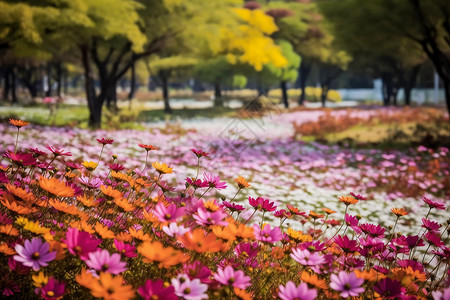 秋天的花海背景图片