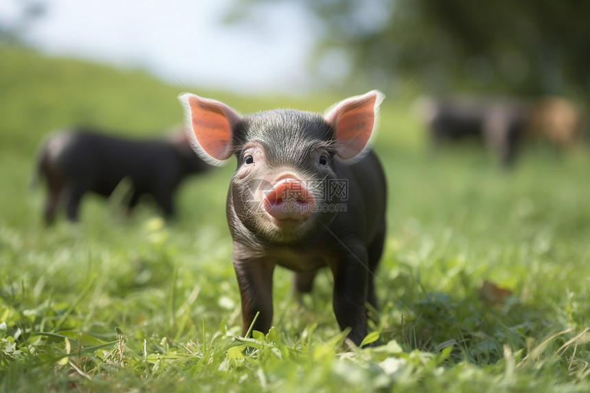 草地上黑色的小猪图片