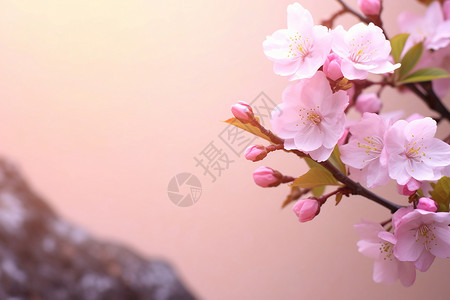 春季枝头粉色的樱花背景图片