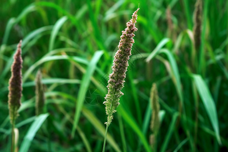 野草与花背景图片