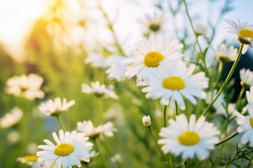 阳光洒在一片雏菊上图片