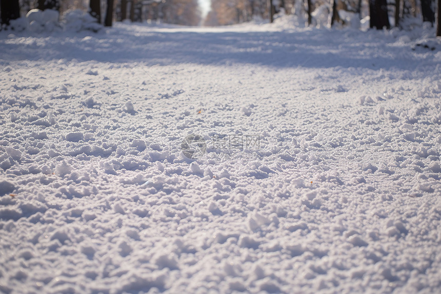 冬日森林雪景图片