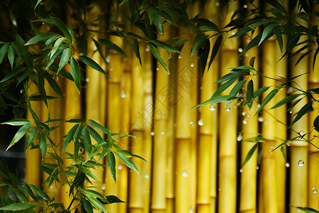 竹林之美背景图片
