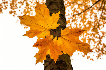 公园秋天的树叶高清图片