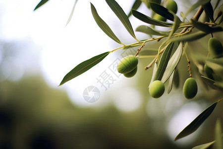 橄榄树上的绿色果实背景图片