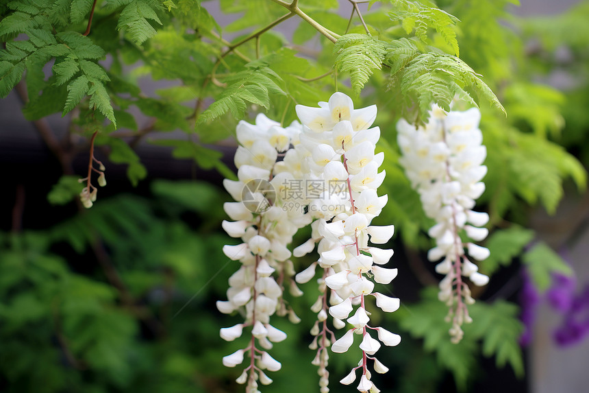 绿叶间的白花图片