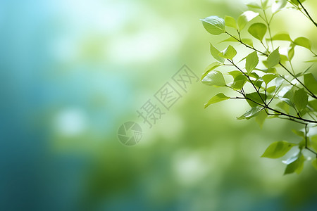 春季枝头嫩绿的树叶背景图片