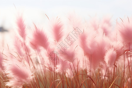 风中摇曳的粉色穗花高清图片