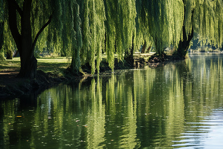 绿意盎然的湖边垂柳背景