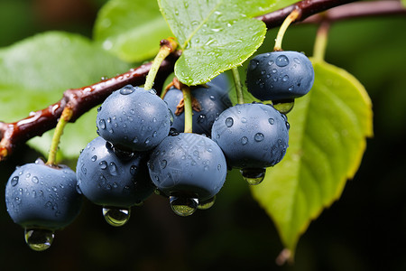 果树枝头枝头挂满蓝莓水果背景