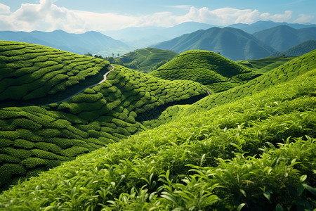翠绿的茶山新鲜丰饶高清图片