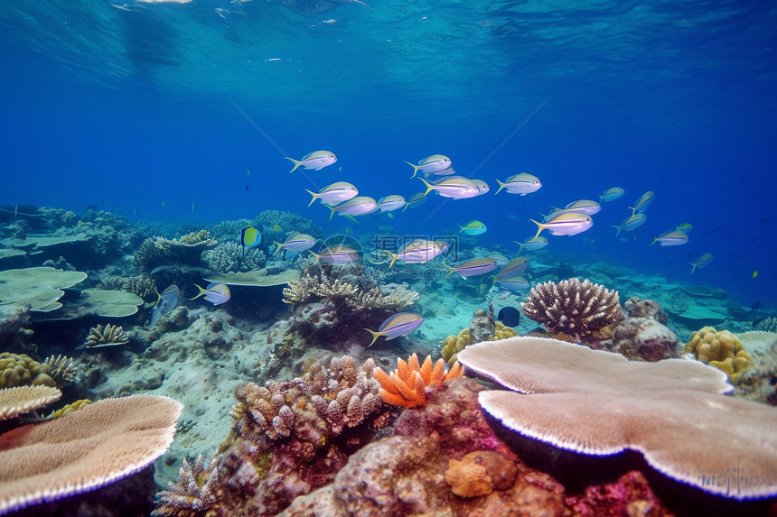 海底美丽的珊瑚群图片