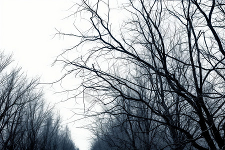 冬季荒凉的树林背景图片