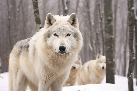 冬季雪林中的白狼高清图片