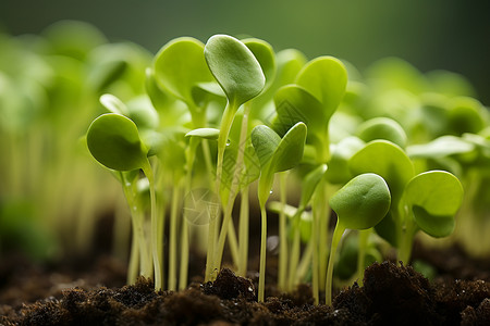 豆芽苗茁壮成长的嫩苗背景