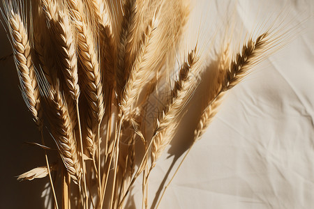 健康的农业小麦背景图片