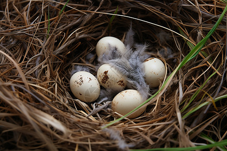 鸟窝中的鸟蛋背景图片