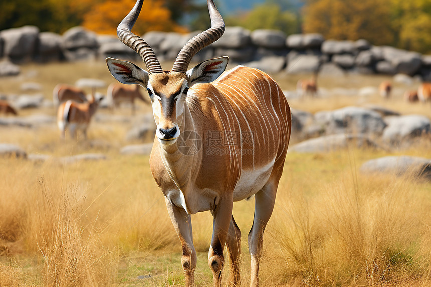 草原中野生的羚羊图片