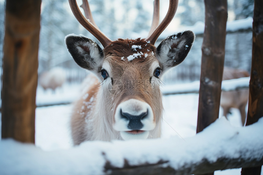 冬季雪地里面的鹿图片