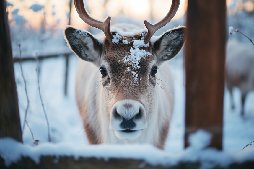雪地中可爱的驯鹿图片