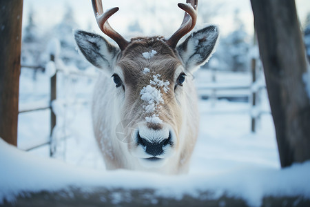 驯鹿素材冬天雪地里面的驯鹿背景